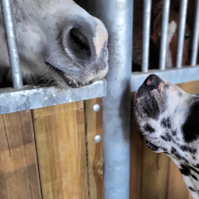 Gite Au Haras D'Agathe Et Ses Princes Les Barils Exterior photo