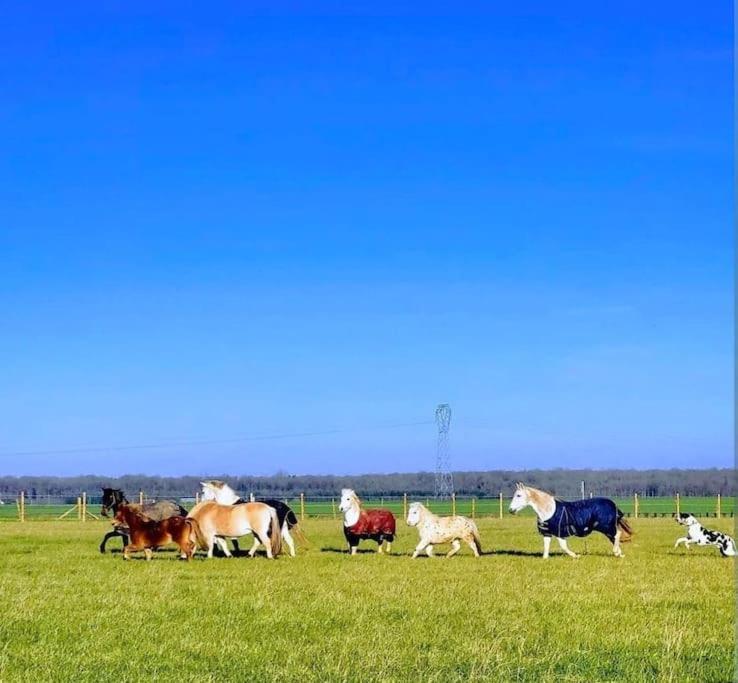 Gite Au Haras D'Agathe Et Ses Princes Les Barils Exterior photo